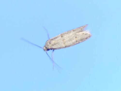 Symmocini